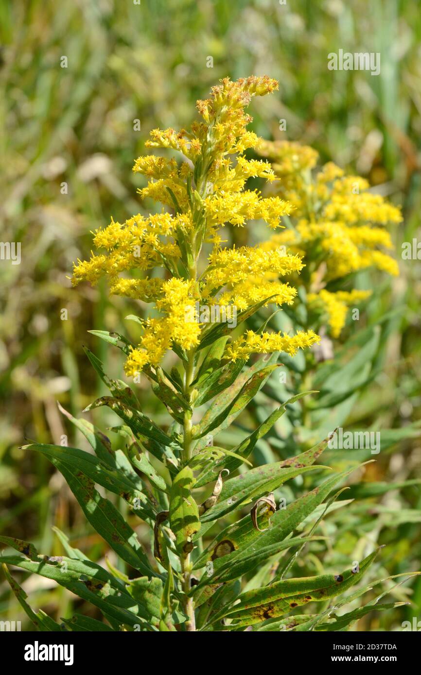 A goldenrod wildflower (solidago) plant in a field on the Bruce Trail in Boyne Valley Provincial Park, Ontario, Canada. Stock Photo