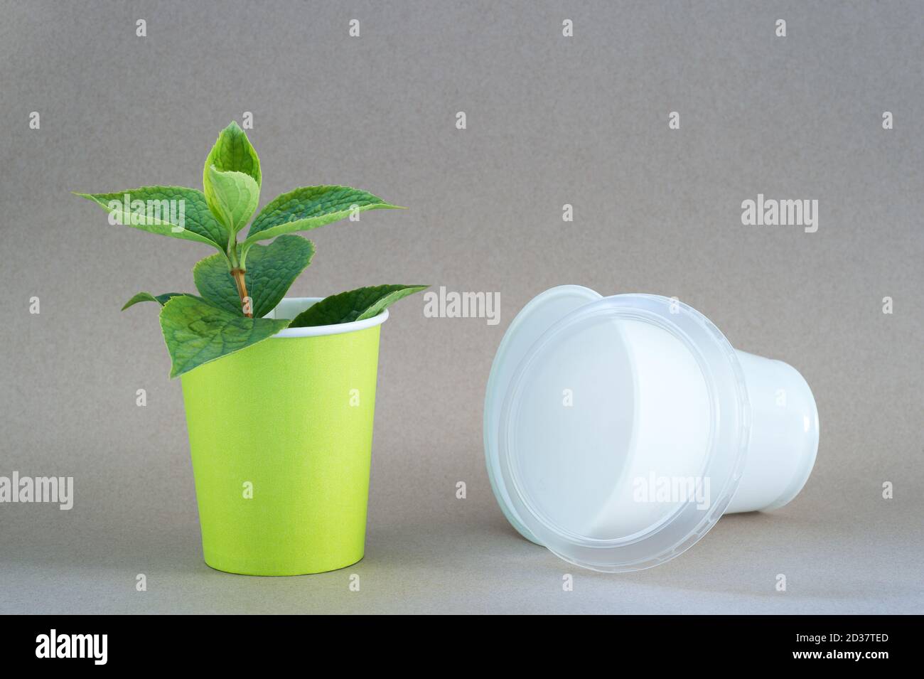 Green sprout in a paper Cup and a plastic white Cup on a neutral