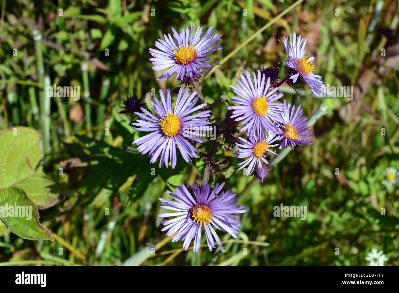 Purple New England Aster flowers, or Symphyotrichum novae-angliae, growing in a forest clearing in Algonquin Provincial Park, Ontario, Canada. Stock Photo