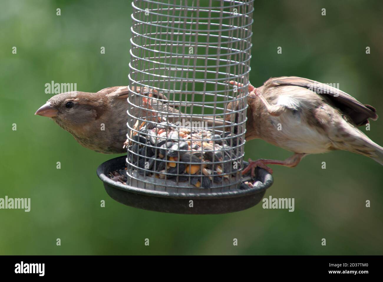 Female house sparrows, Passer domesticus, at a bird feeder in the