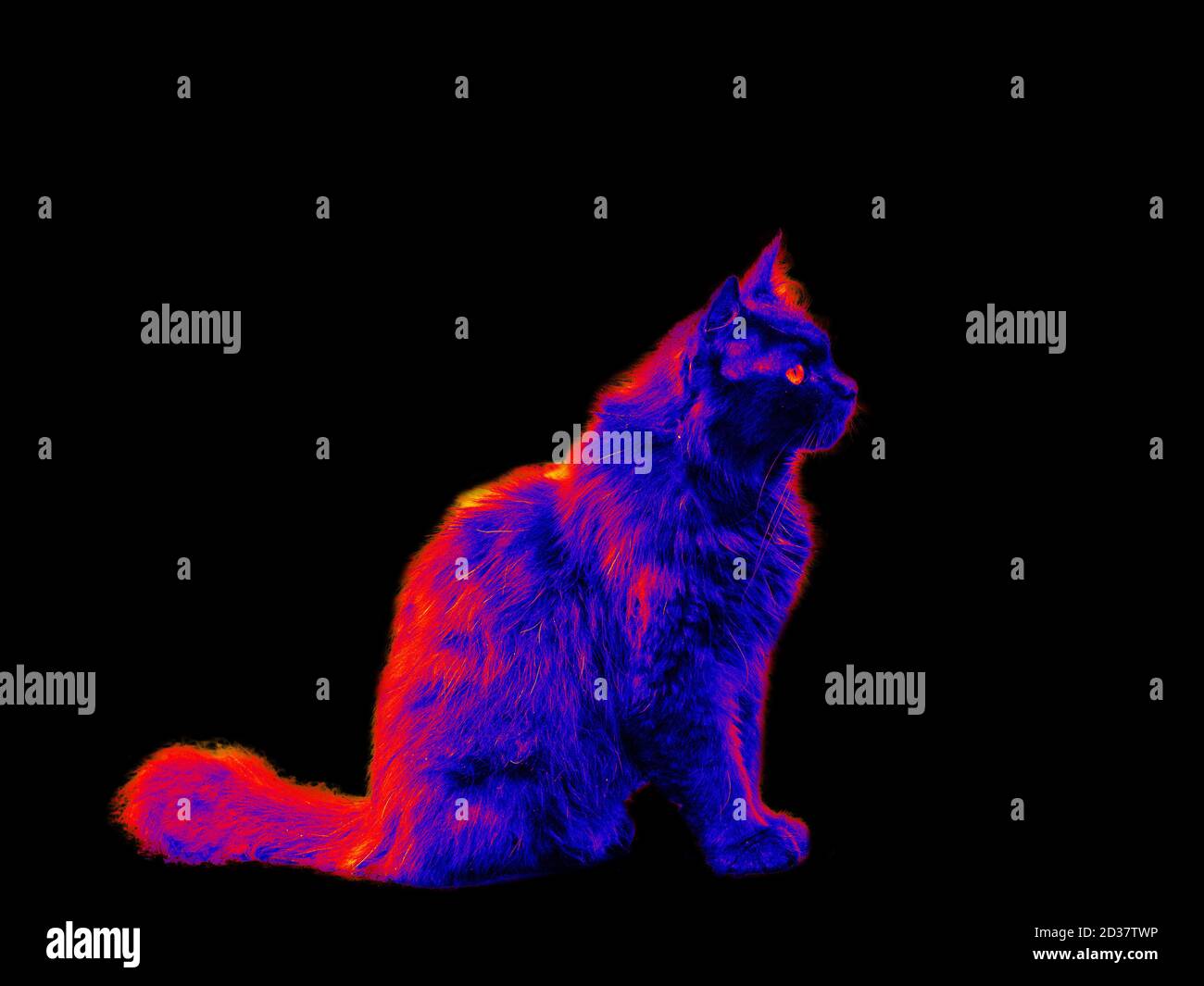 Cat in scientific high-tech thermal imager on black background isolated Stock Photo