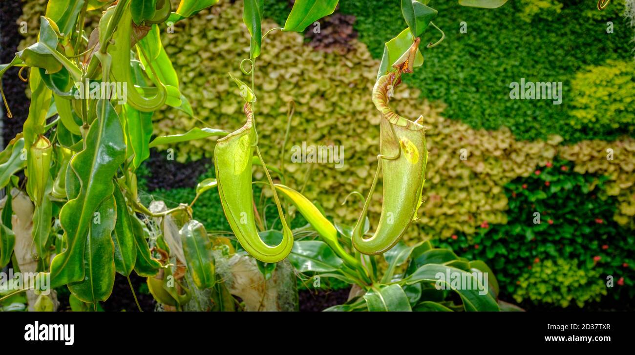 Madagascar pitcher plant (Nepenthes madagascariensis), a carnivorous plant that produces impressive pitchers that catch the insect prey Stock Photo