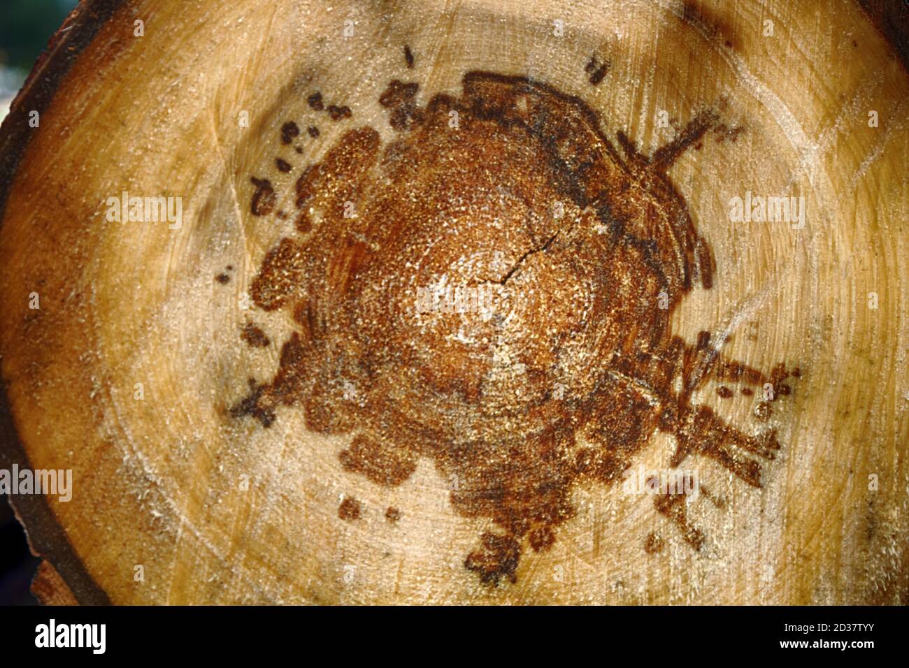 Aspen pith stock and heartwood rot (stem rot) - doted tree in forest products industry. Phytopathologies and tinder mushroom Phellinus tremulae negati Stock Photo