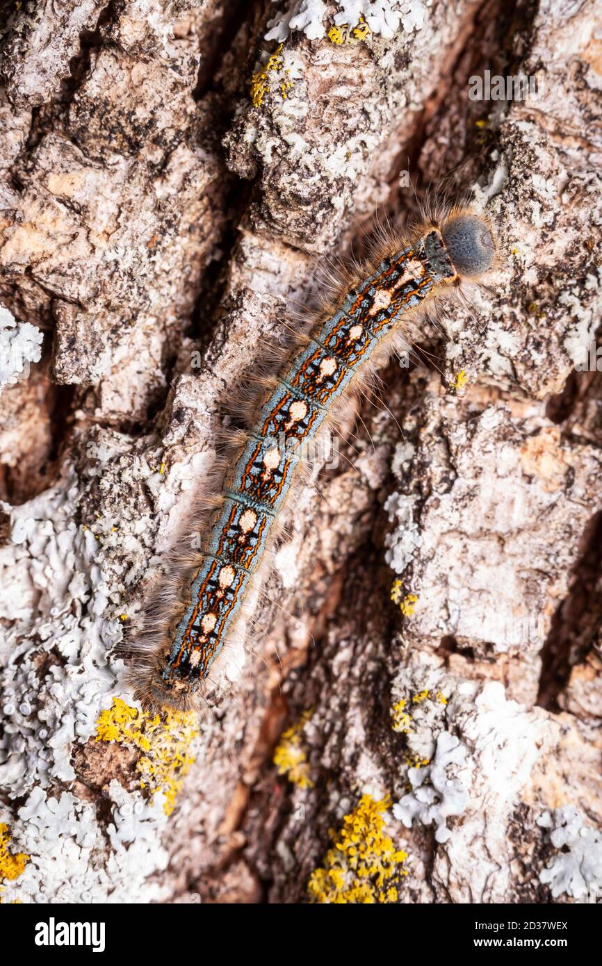 A Forest Tent Caterpillar Moth (Malacosoma disstria) caterpillar (larva) on the side of a tree. Stock Photo