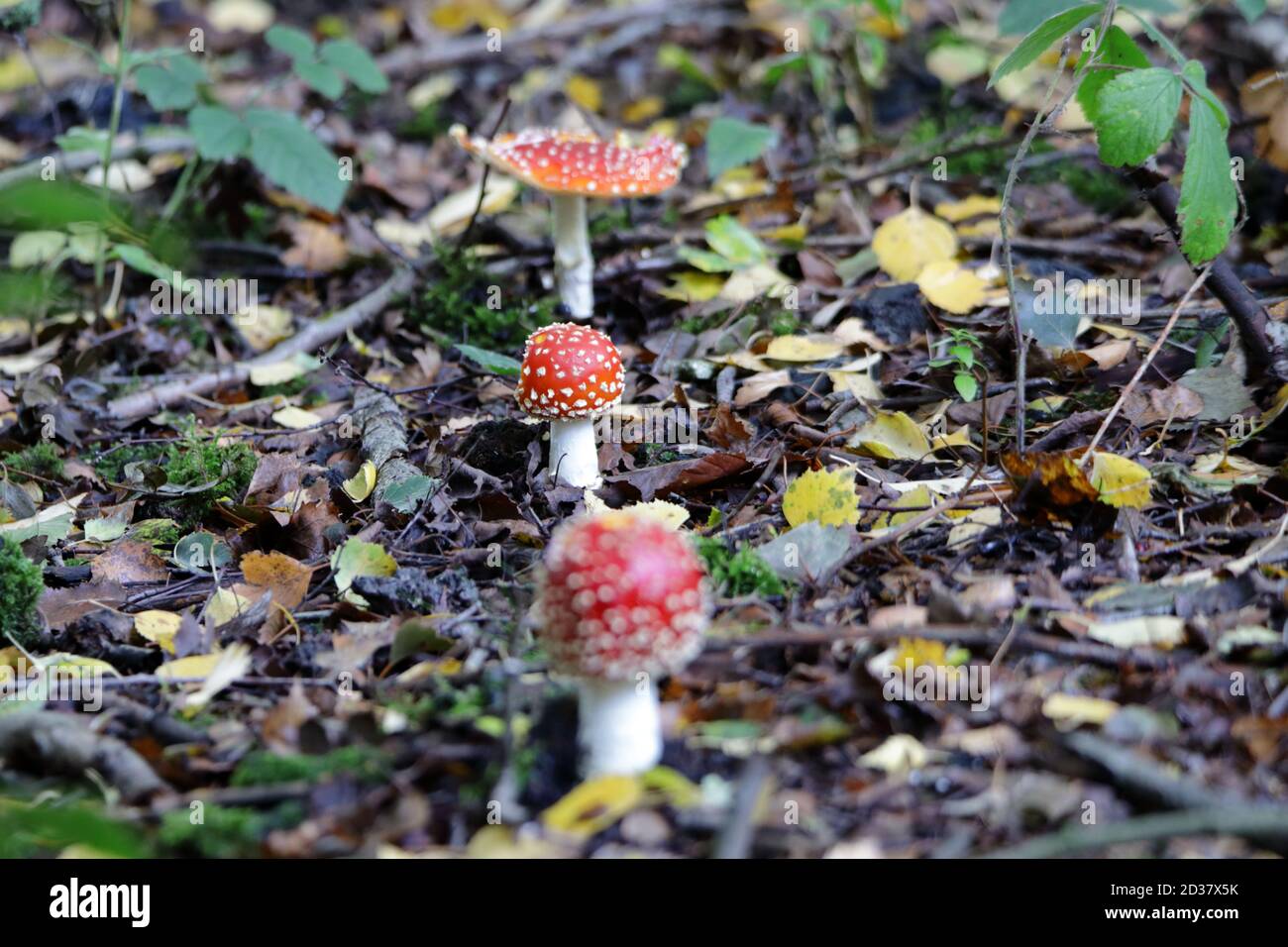 3 fly agaric or fly amanita (Amanita muscaria) in a line, the red white-spotted mushroom is arguably the most iconic toadstool species Stock Photo