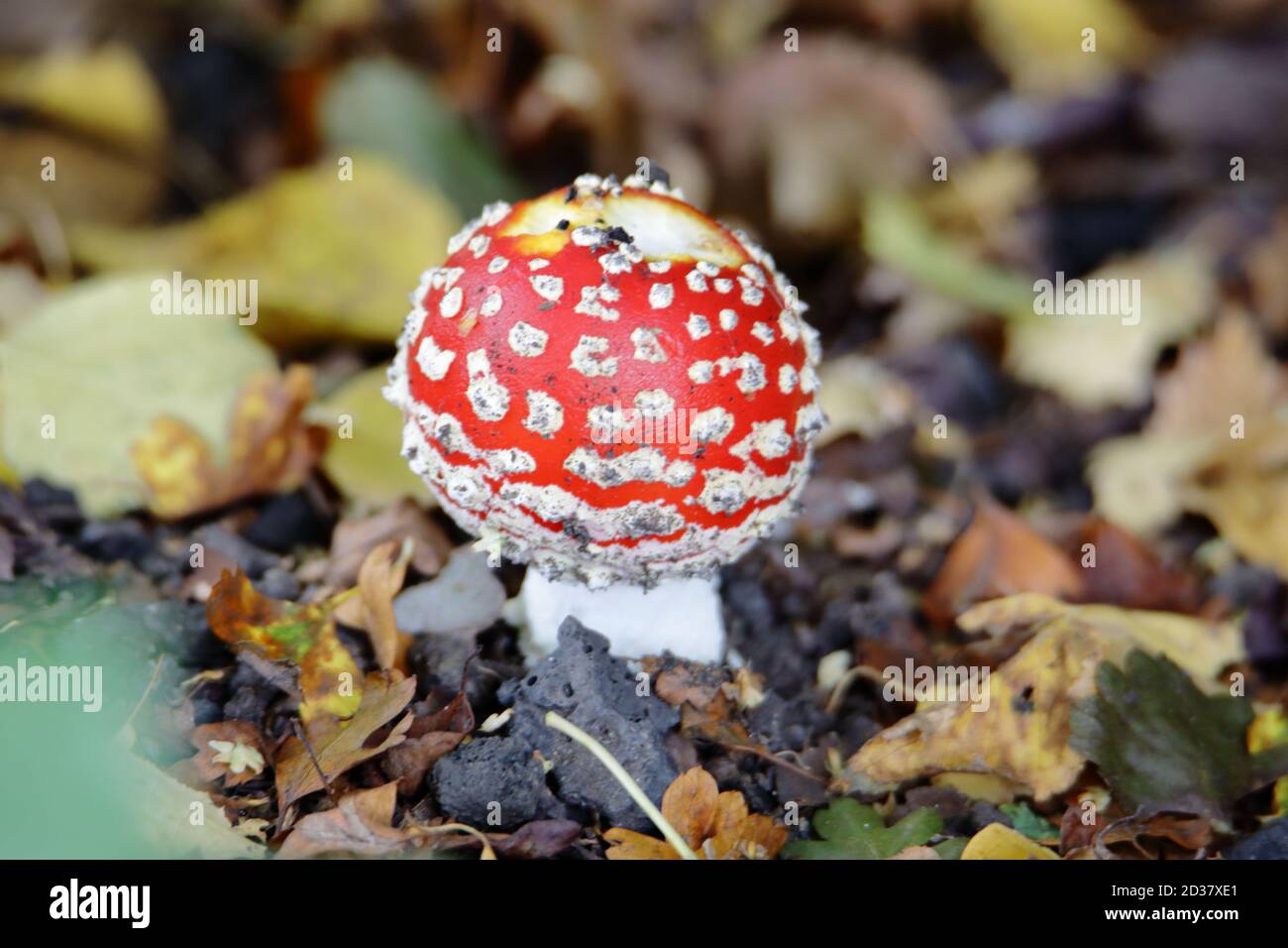 fly agaric or fly amanita (Amanita muscaria) the red white-spotted mushroom is arguably the most iconic toadstool species Stock Photo