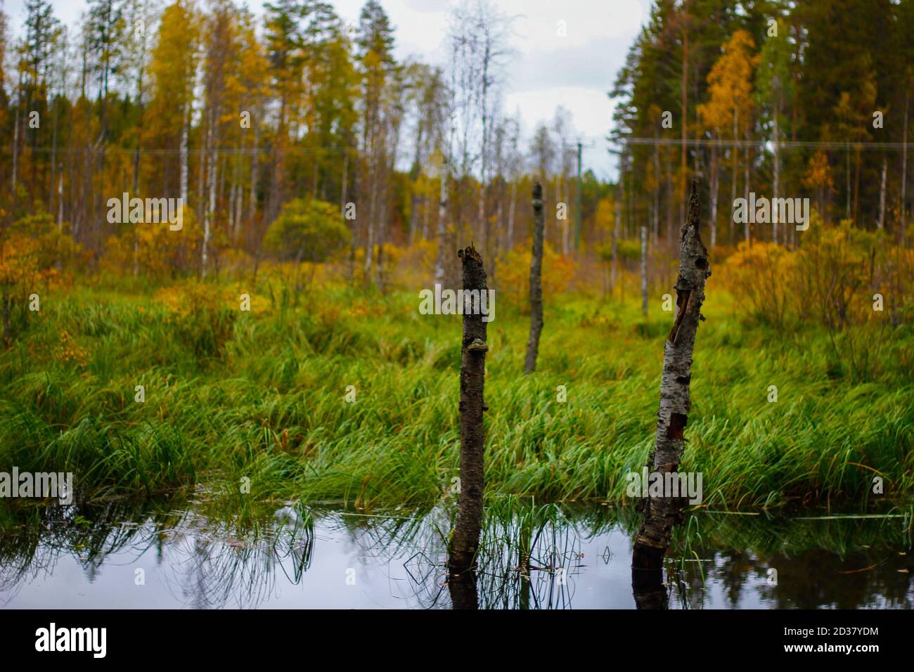In tall marsh plants hi-res stock photography and images - Alamy