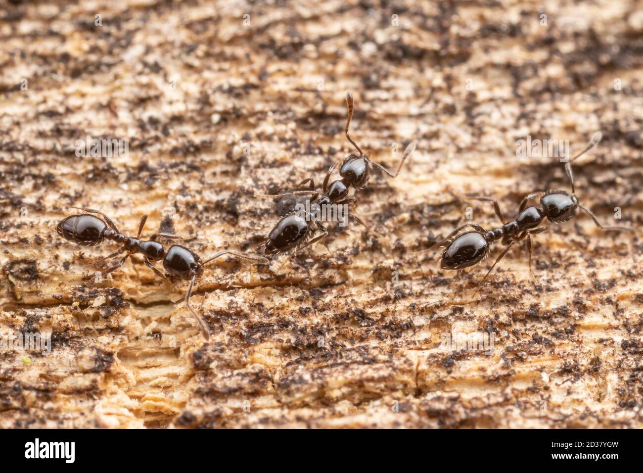 Little Black Ants (Monomorium minimum) Stock Photo