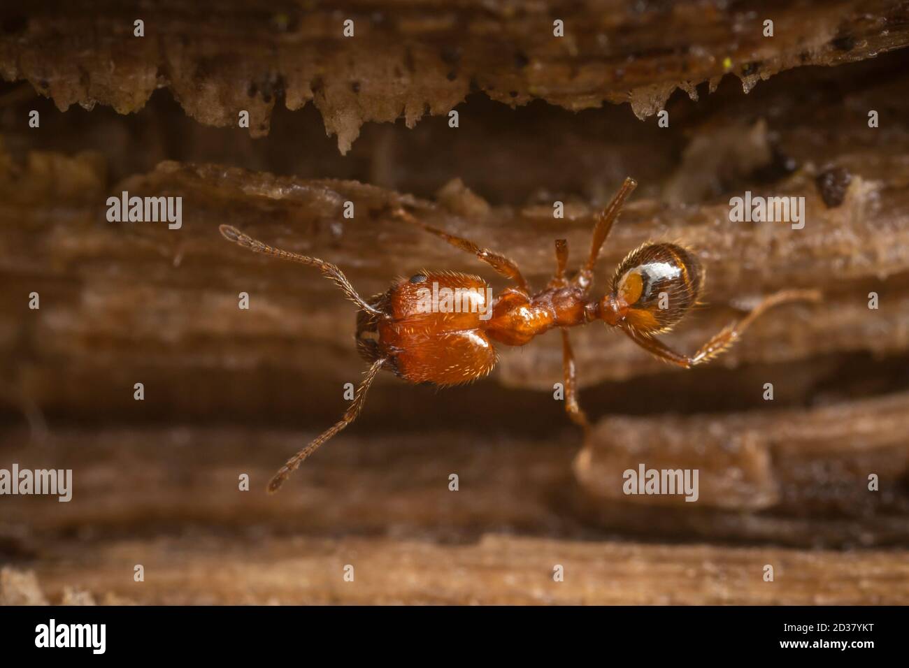 Big-headed Ant (Pheidole dentata) Stock Photo