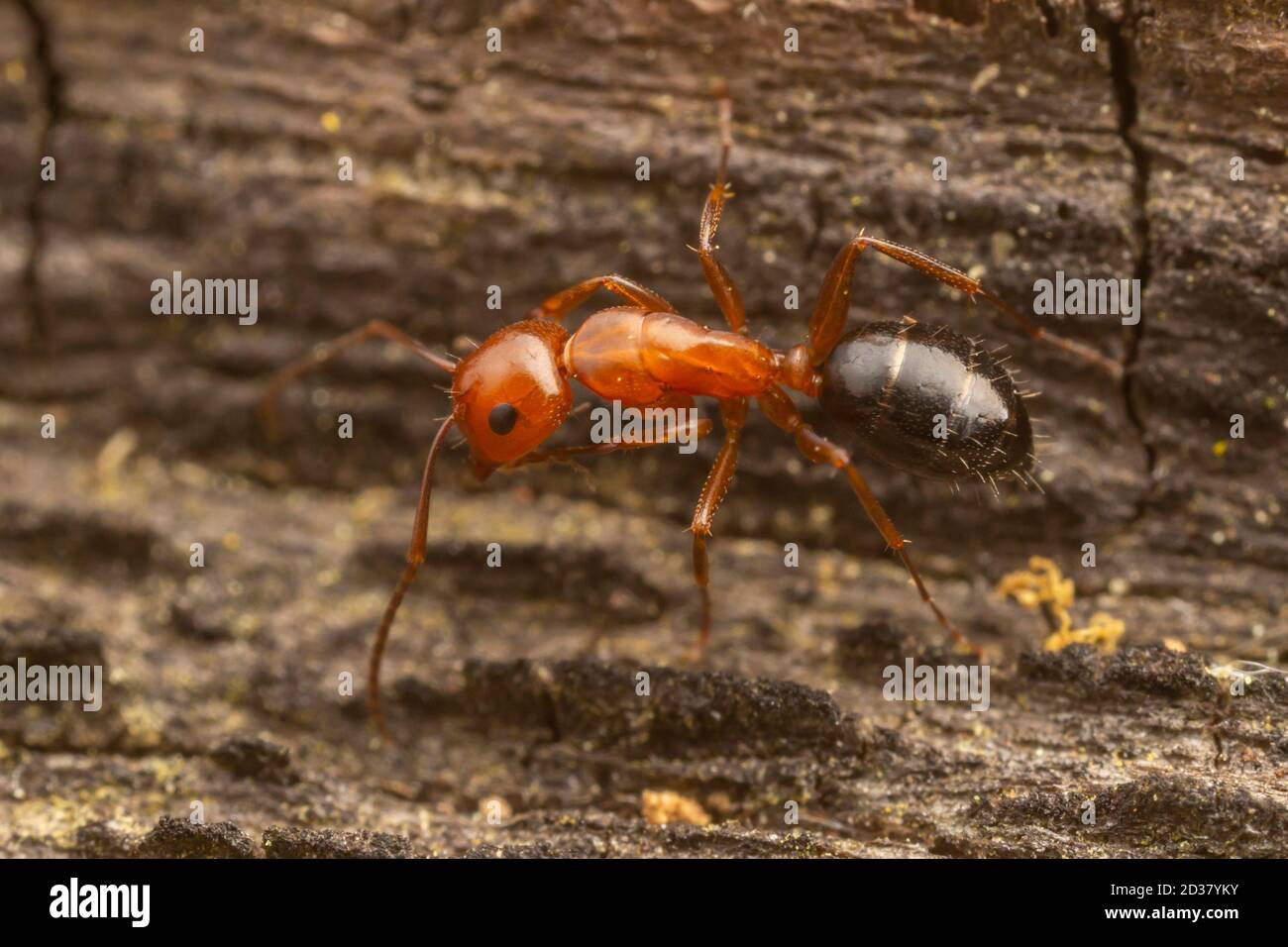Carpenter Ant (Camponotus decipiens) Stock Photo