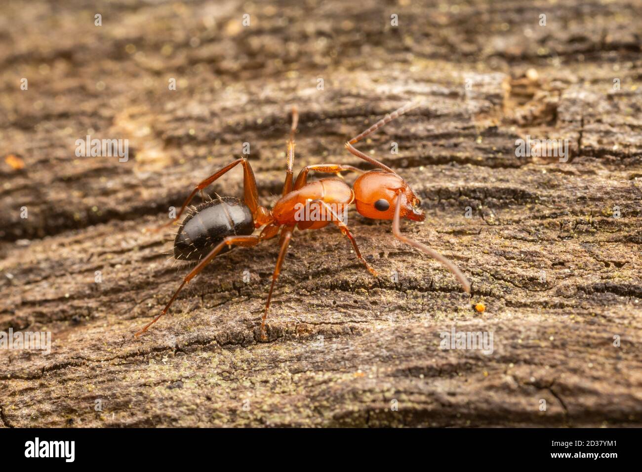 Carpenter Ant (Camponotus decipiens) Stock Photo
