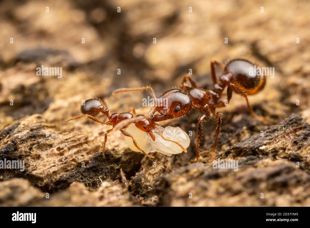 Red Imported Fire Ant (Solenopsis invicta) workers of various sizes  relocate pupae from one part of a decaying log to another Stock Photo -  Alamy