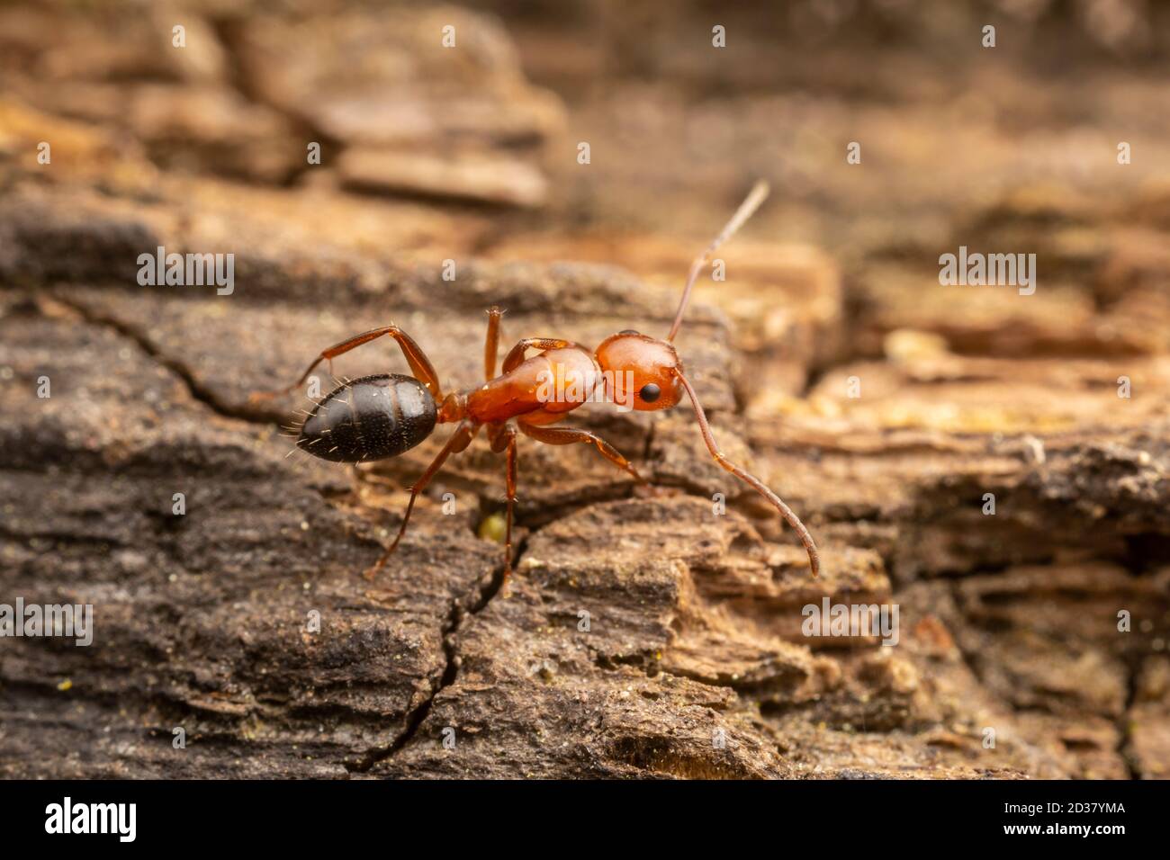 Carpenter Ant (Camponotus decipiens) Stock Photo