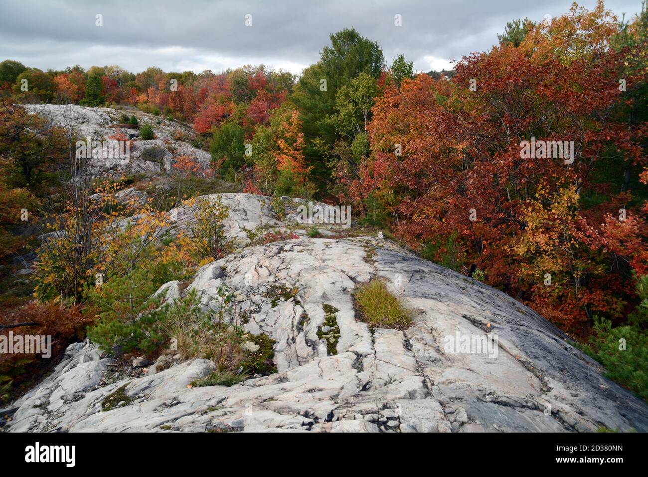 Autumn tree colours in a mixed coniferous and deciduous forest amid the quartzite hills of Killarney Provincial Park, Ontario, Canada. Stock Photo