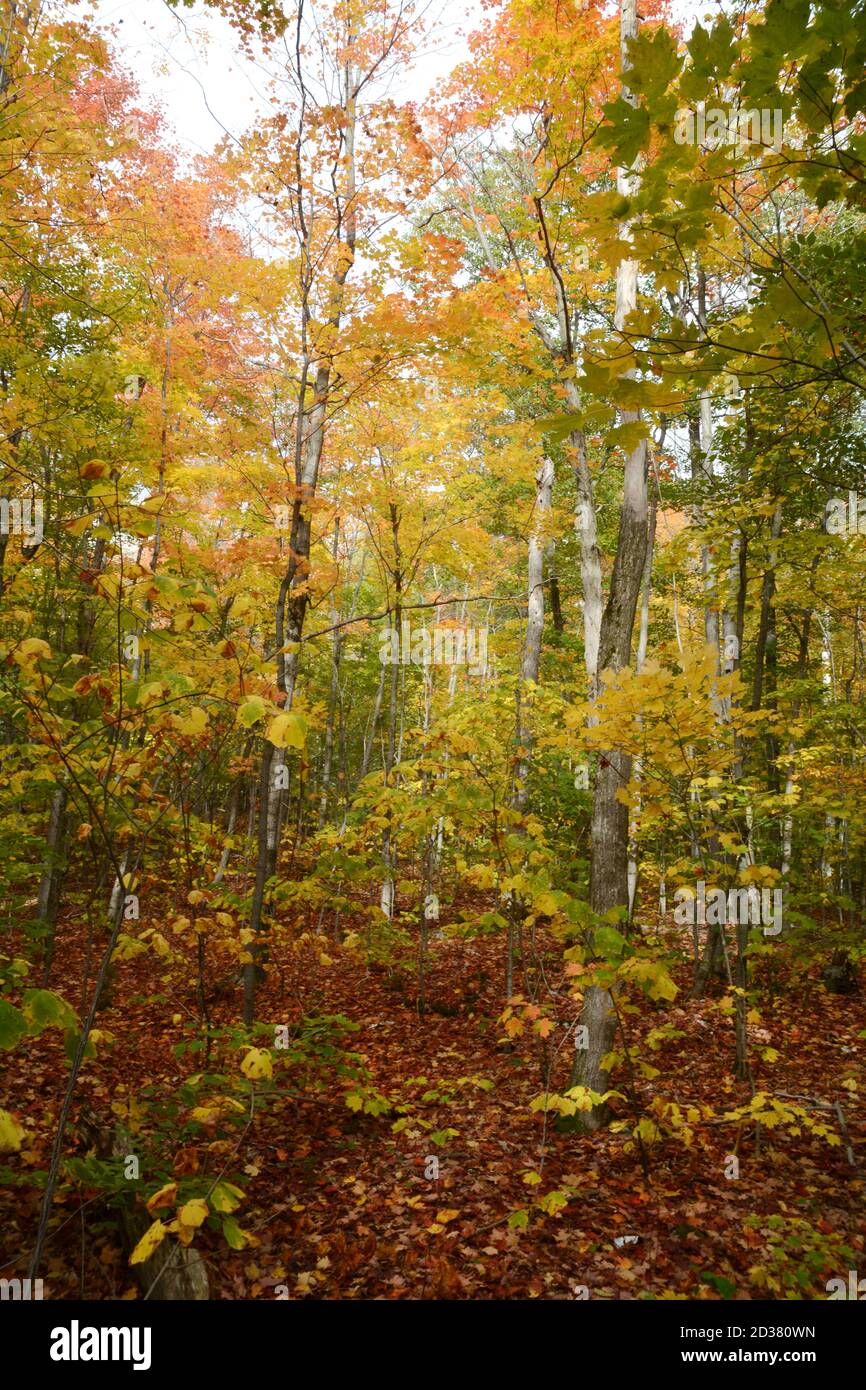 Autumn tree colours in a deciduous forest on the La Cloche Silhouette Trail in Killarney Provincial Park, Ontario, Canada. Stock Photo