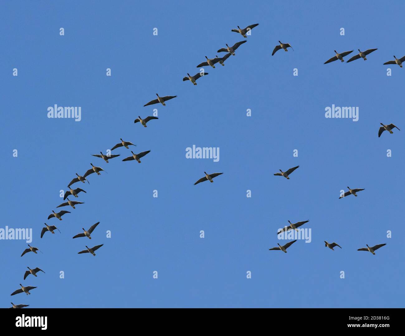 A flock of pink-footed geese in flying in a 'V' formation. Stock Photo