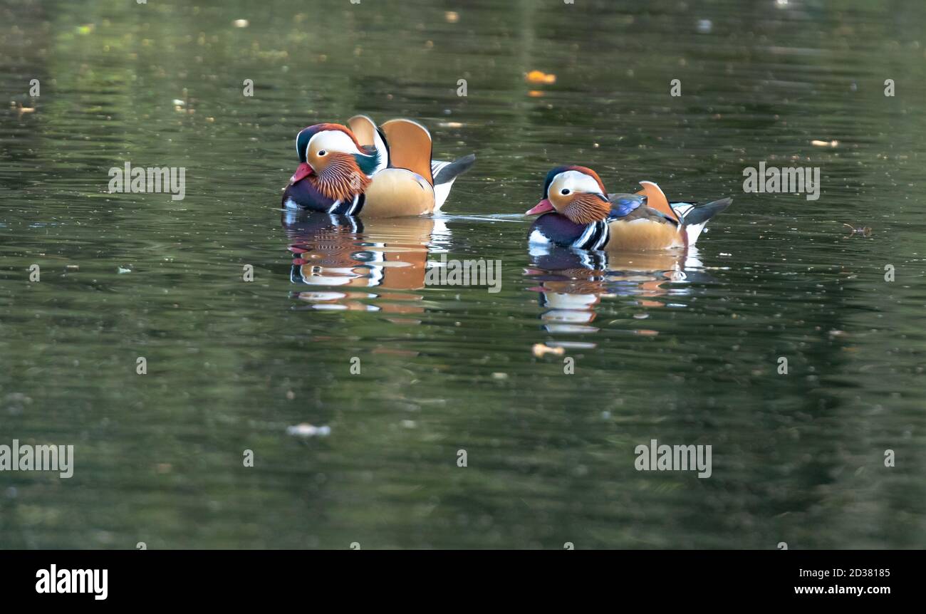 A pair of male mandarin ducks on a lake Stock Photo - Alamy
