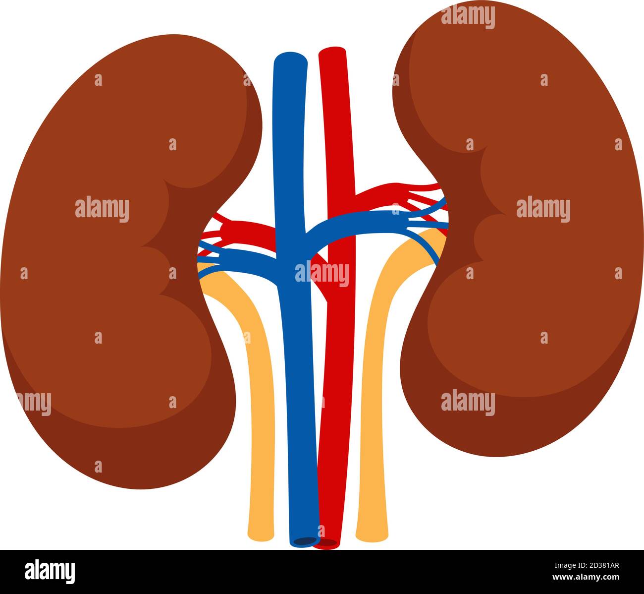 Human kidneys isolated on white background vector. Organ body ...