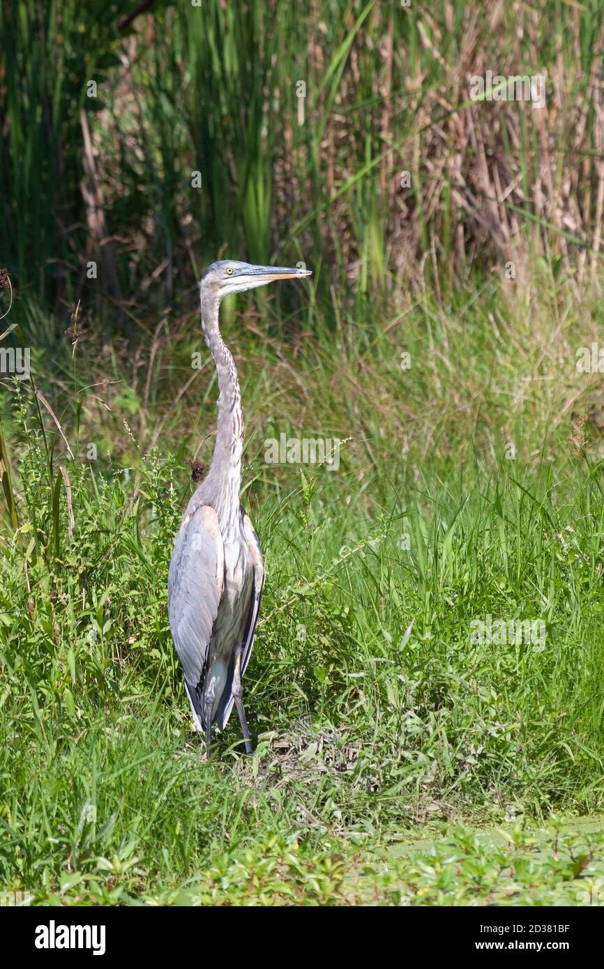 In the mist of the green wetland grasses, a great blue heron poses for its picture. Stock Photo