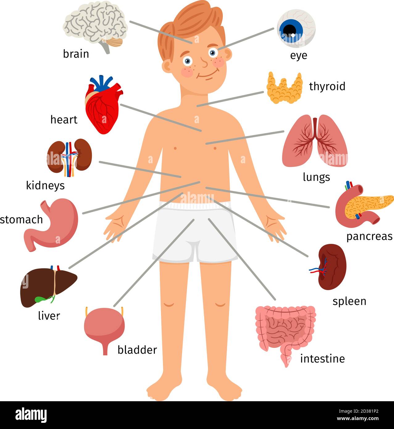 Boy body internal organs. Medical human anatomy for children, cartoon child organ set, cute kid viscera systems diagram isolated on white background, vector illustration Stock Vector