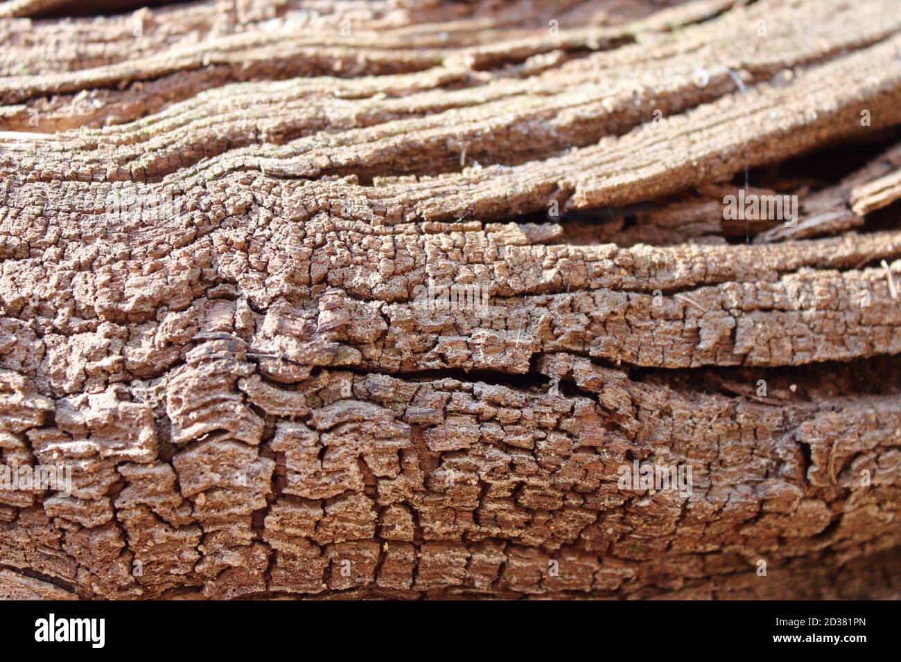 sinuous texture of a dry wooden trunk Stock Photo