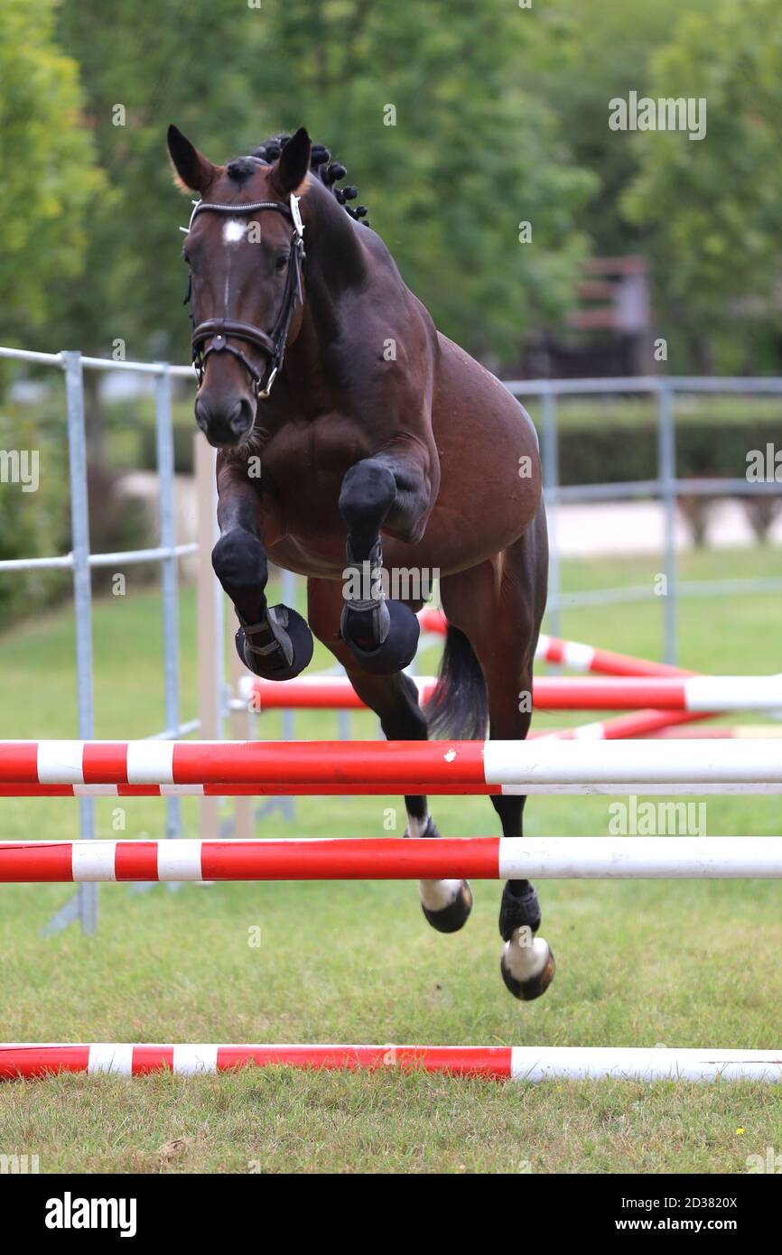 Horse loose jumping hires stock photography and images Alamy