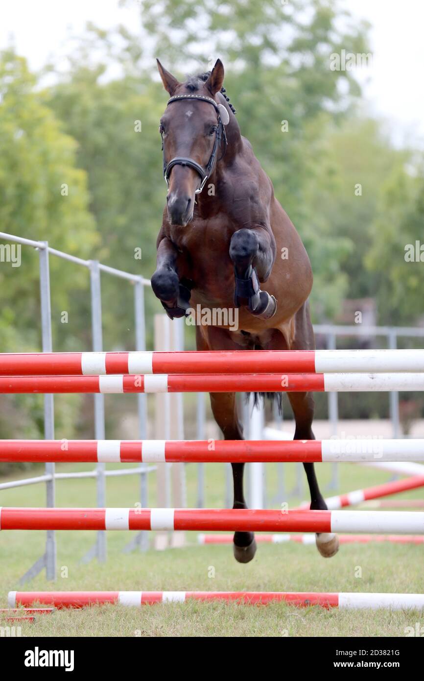 Young purebred horse loose jumping on breeders event Stock Photo Alamy