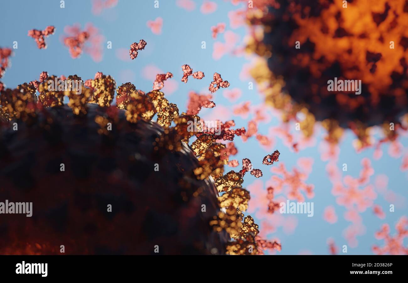 Molecular model of antibody hi-res stock photography and images - Alamy