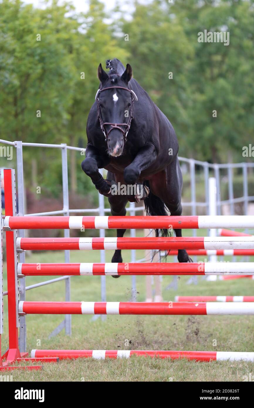 Young purebred horse loose jumping on breeders event Stock Photo Alamy