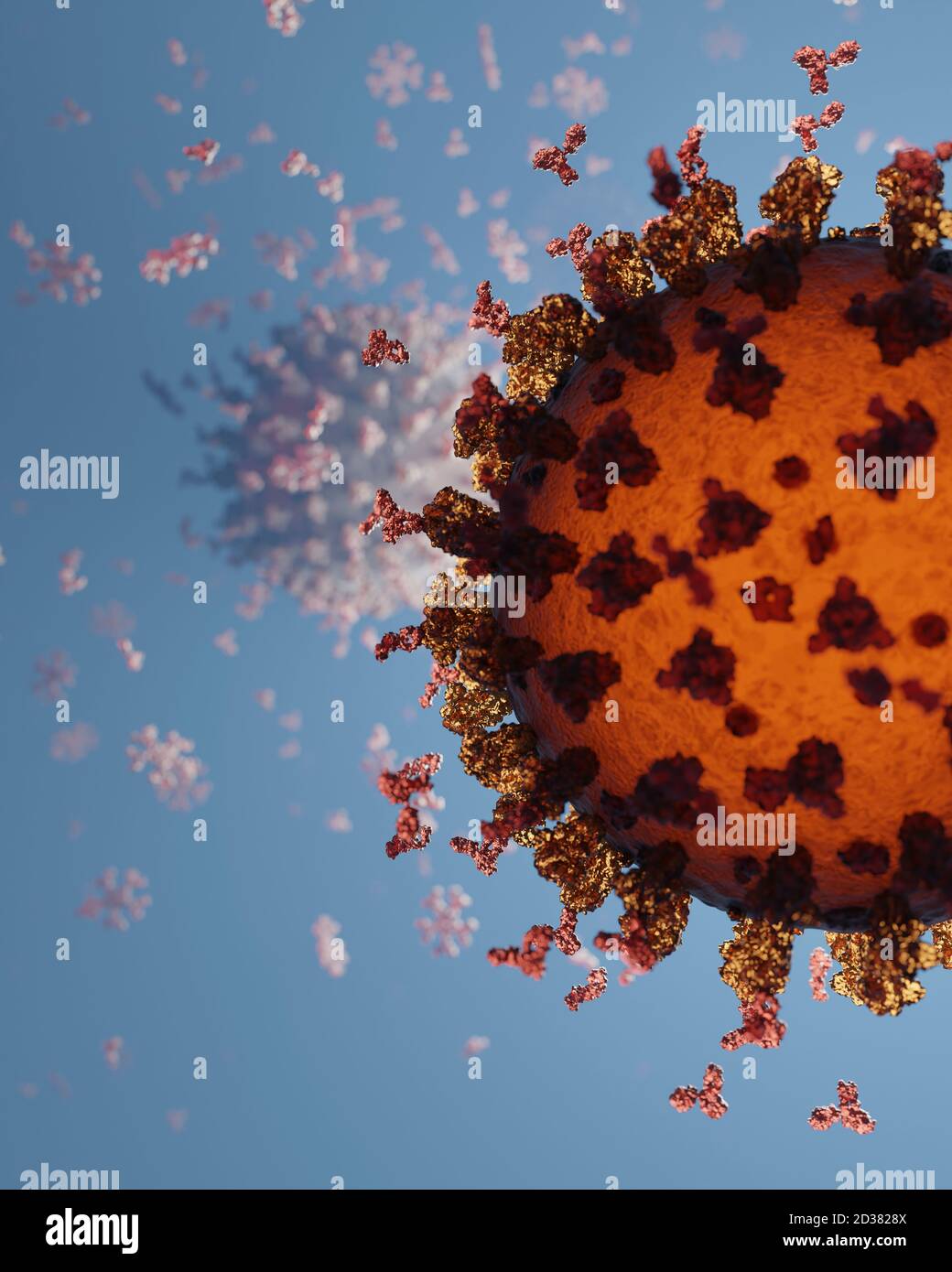 Human antibodies (igG and igM) attacking a Corona virus (SARS-CoV-2, Covid 19). An accurate model based on scientific structural data from the PDB. Stock Photo