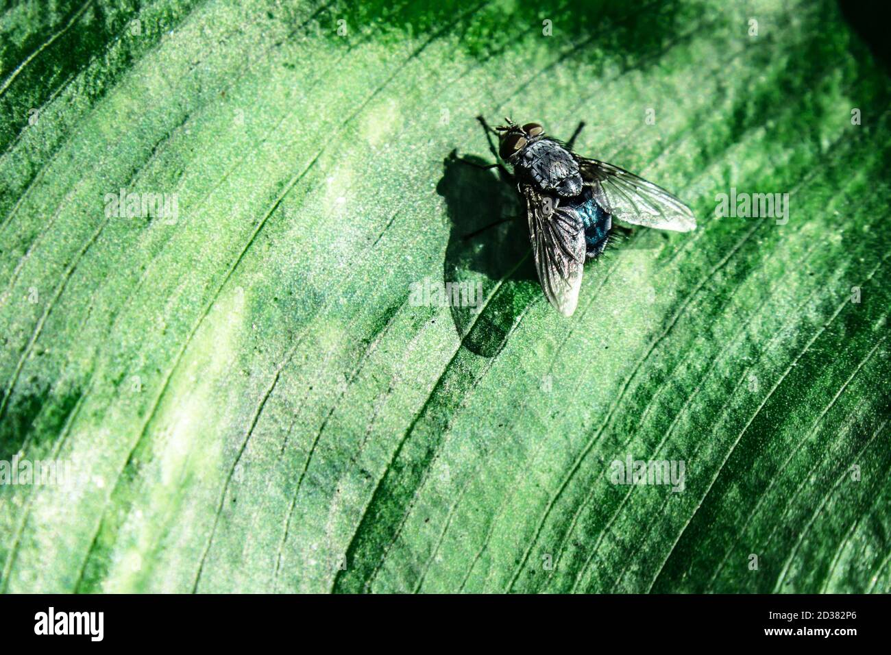 Macro of a blue bottle fly (Calliphora vomitoria) on a Zantedeschia leaf Stock Photo