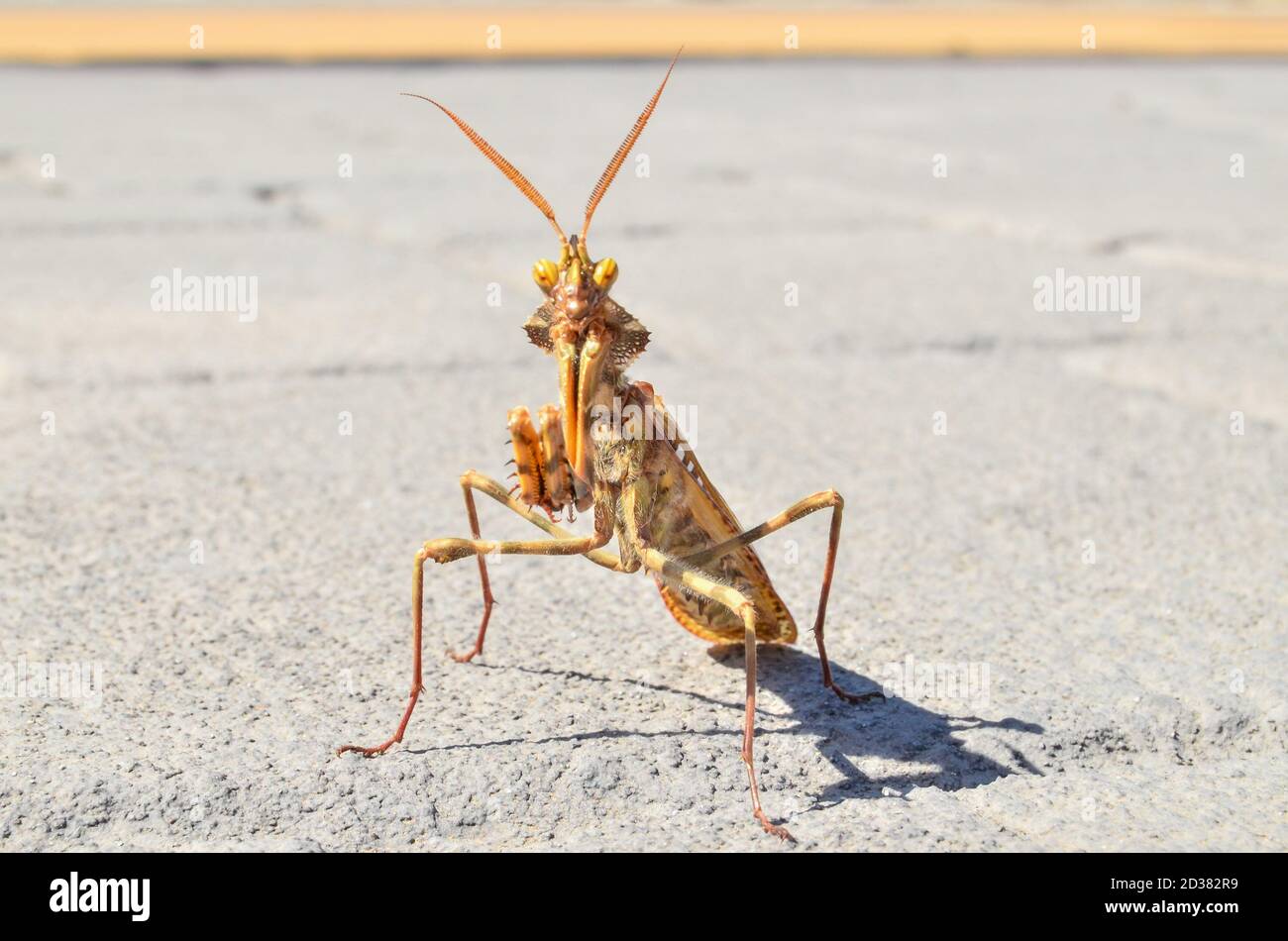 Insect Mantis Religiosa Stock Photo - Alamy