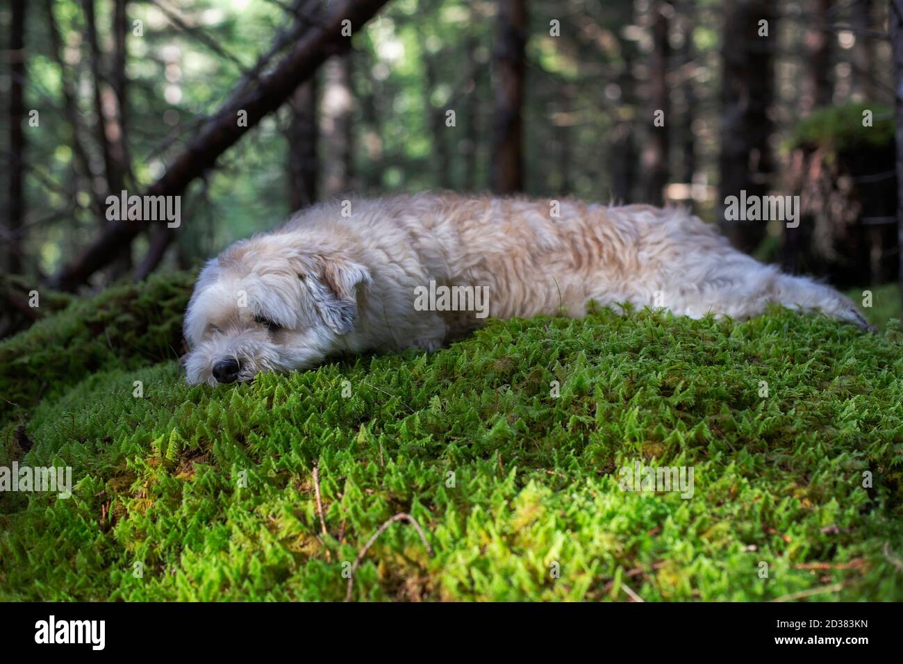 A white dog lying on some moss in the woods Stock Photo