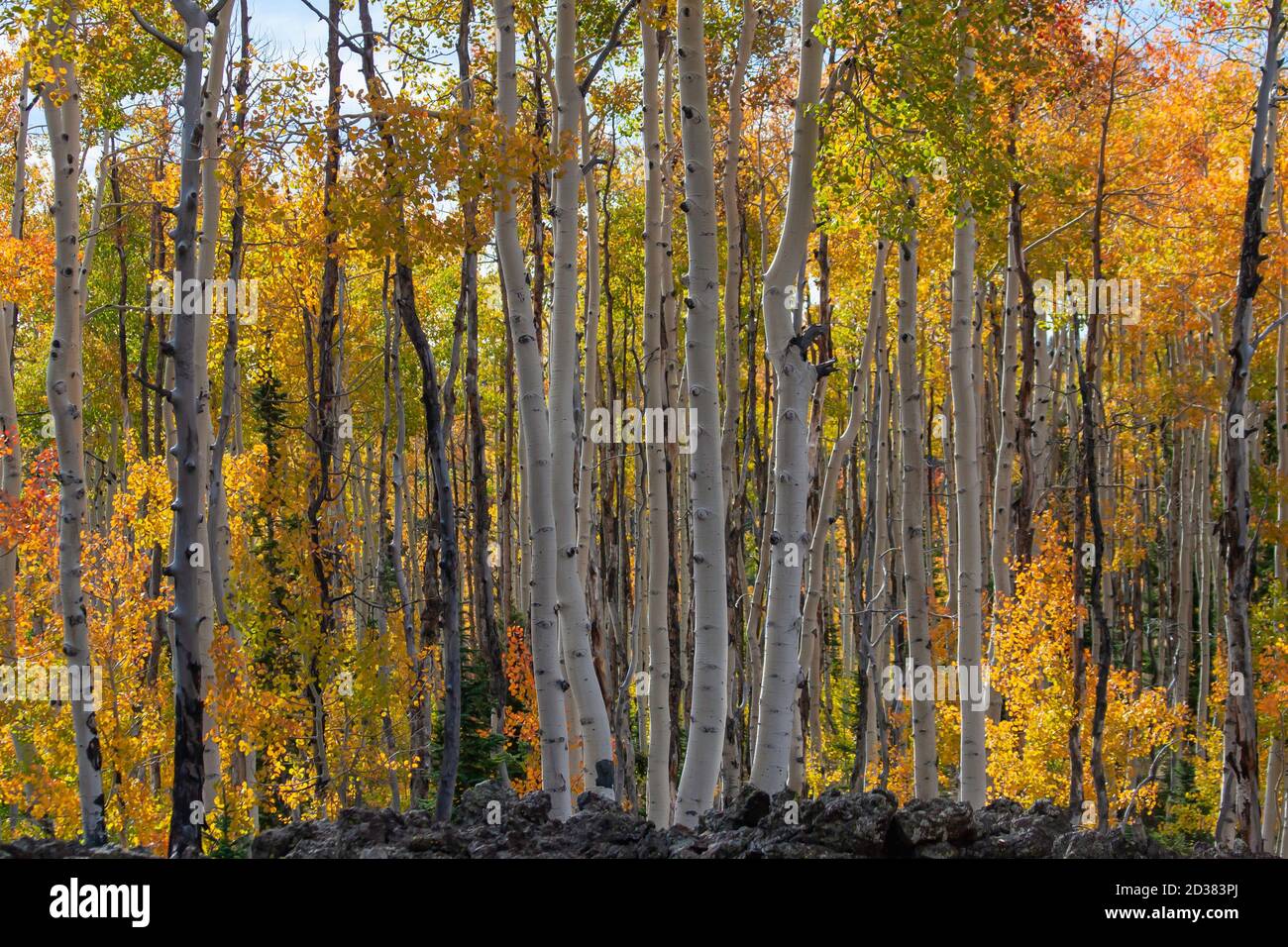 Duck Creek Utah Autumn Aspen trees Stock Photo Alamy