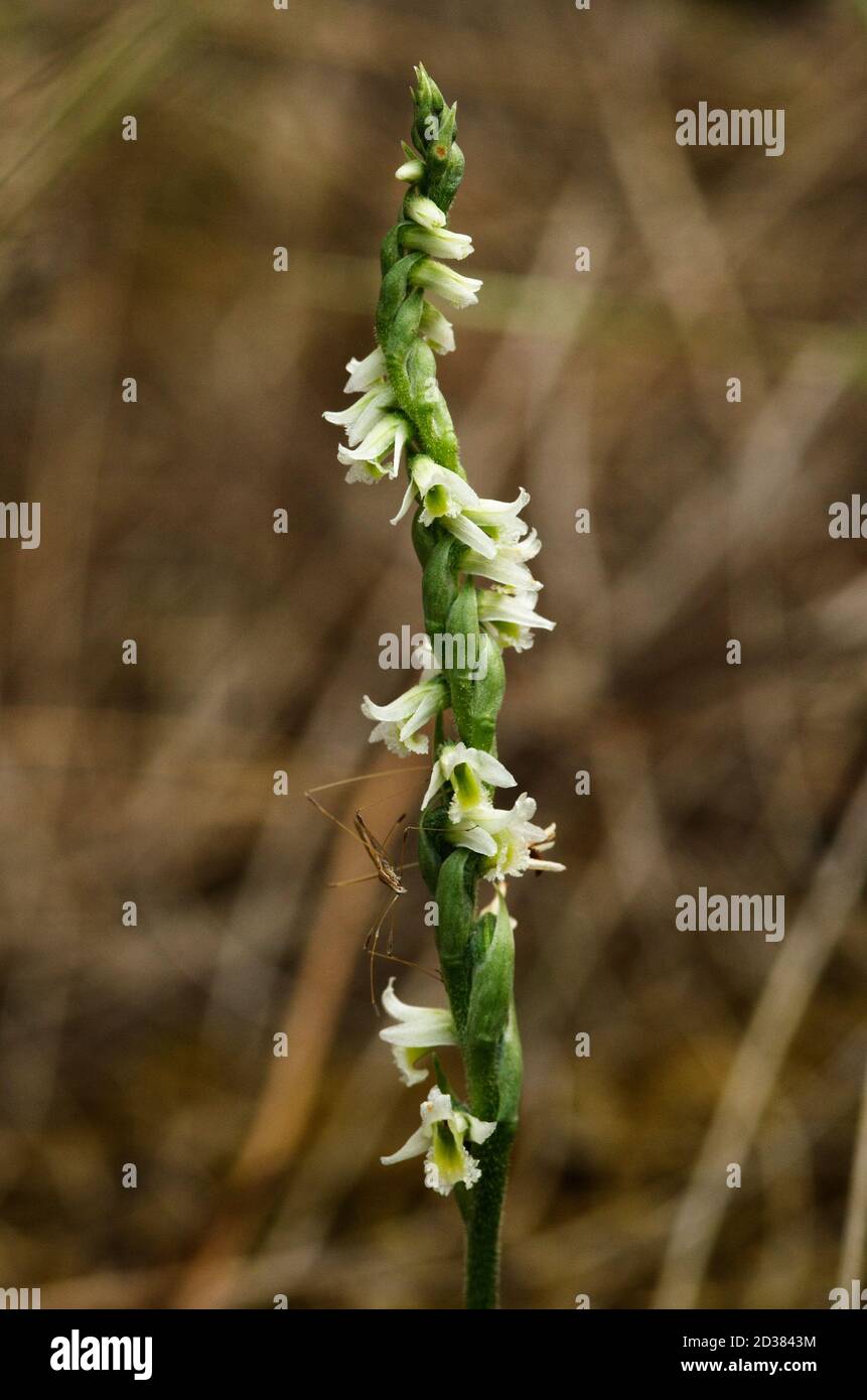 Over spiraling form of Autumn Lady's Tresses (Spiranthes spiralis) orchid flowers with a small hemipteran insect over a natural out of focus backgroun Stock Photo