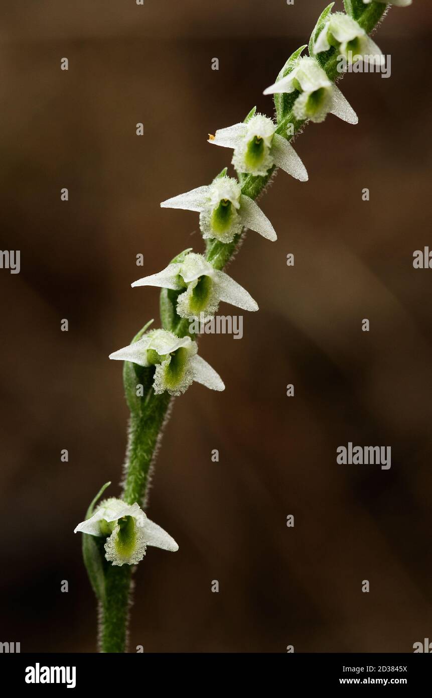 Close up on the flowers of Autumn Lady's Tresses (Spiranthes spiralis) orchid against a brown natural out of focus background. Arrabida Natural Park, Stock Photo