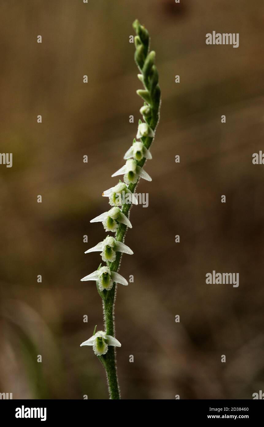 Autumn Lady's Tresses (Spiranthes spiralis) orchid flowers facing the camera against a brown natural out of focus background. Arrabida Natural Park, S Stock Photo