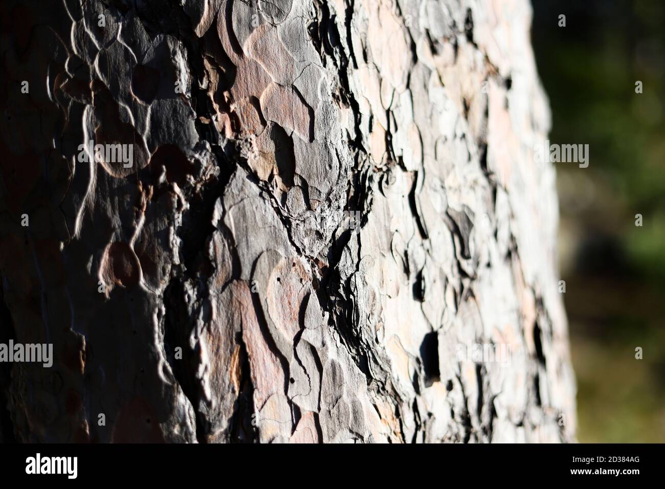 Ponderosa pine bark, close up texture with sunlight Stock Photo