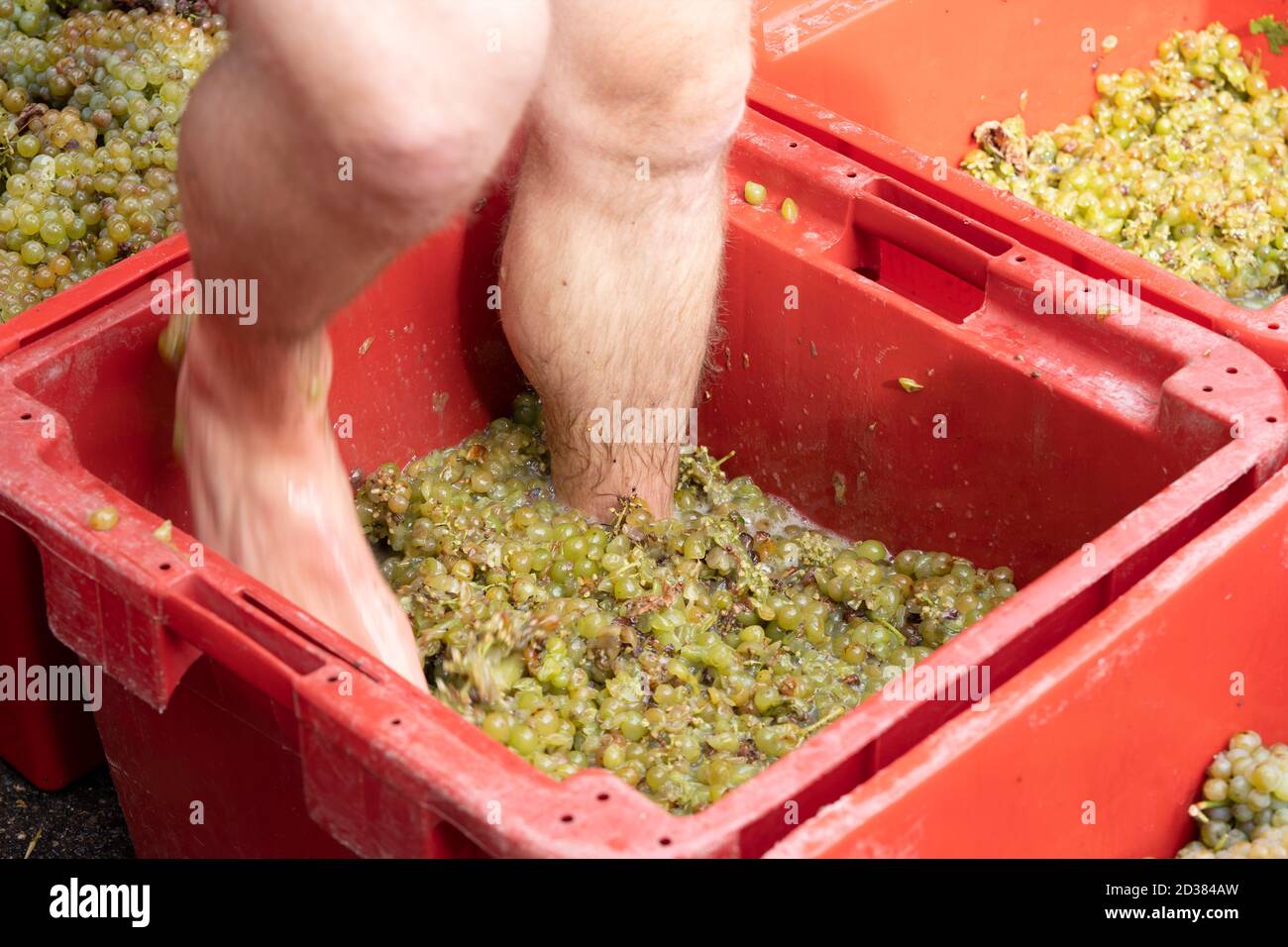 Barefoot man stomps on grapes after the seasonal harvest Stock Photo