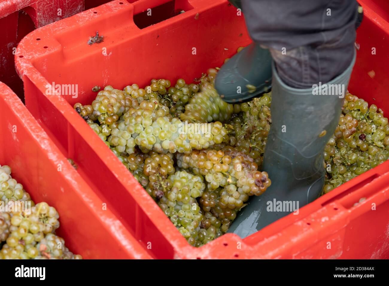 Grape treading, a man wears boots to extract the juice, heritage Stock Photo