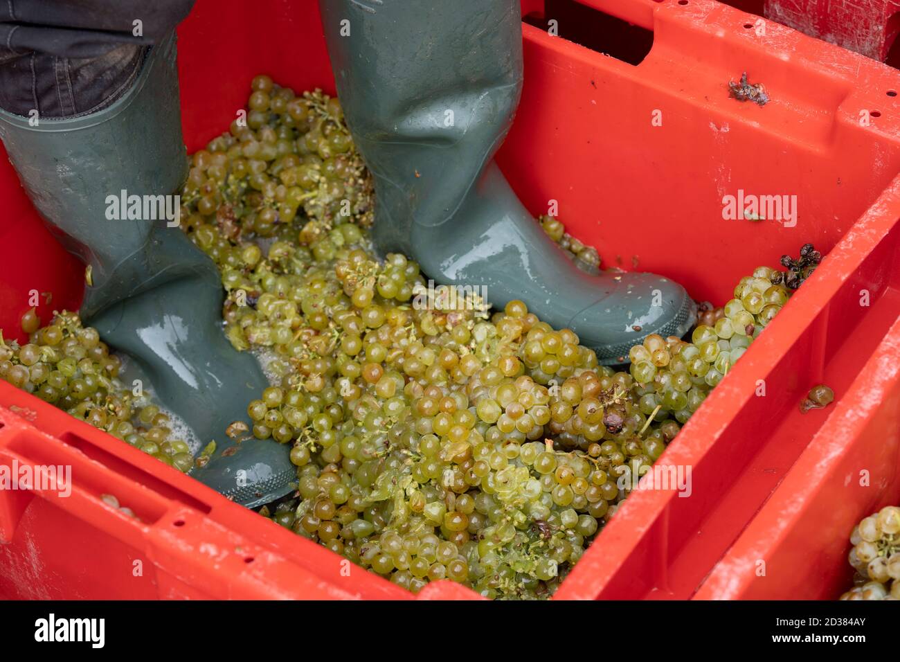 Wine stomp, method of maceration used in traditional wine-making Stock Photo