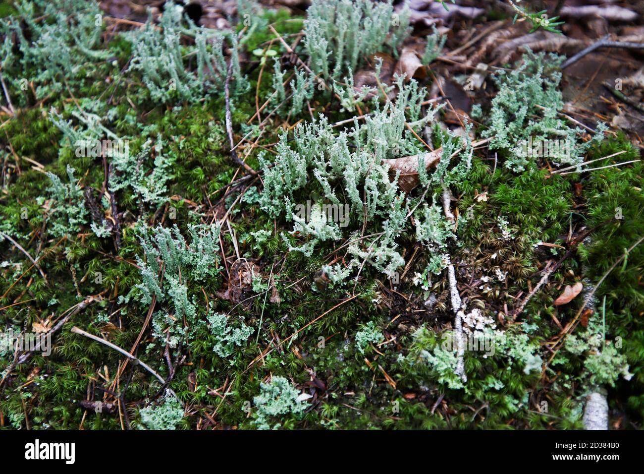 reindeer lichen and star moss Stock Photo