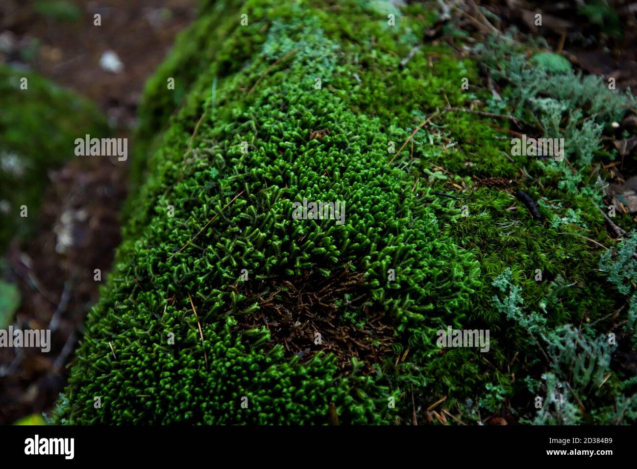 Entodon Seductrix moss, reindeer lichen, star moss Stock Photo