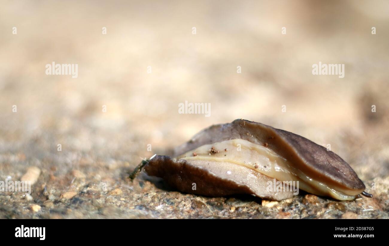Rispoh or Filicaulis bleekeri on the ground. Stock Photo