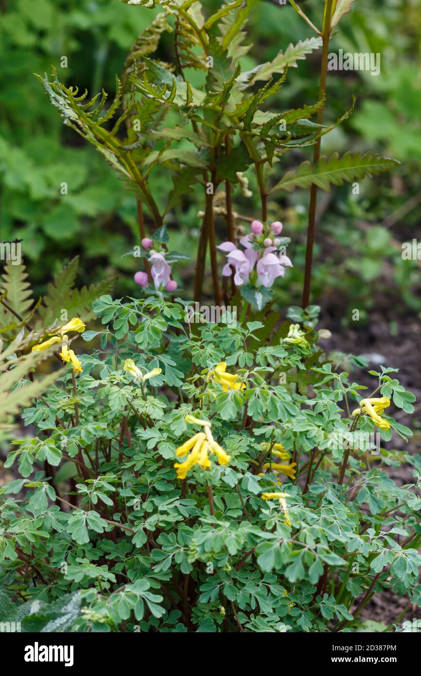 Rock fumewort ( yellow corydalis) with fern in spring garden Stock Photo
