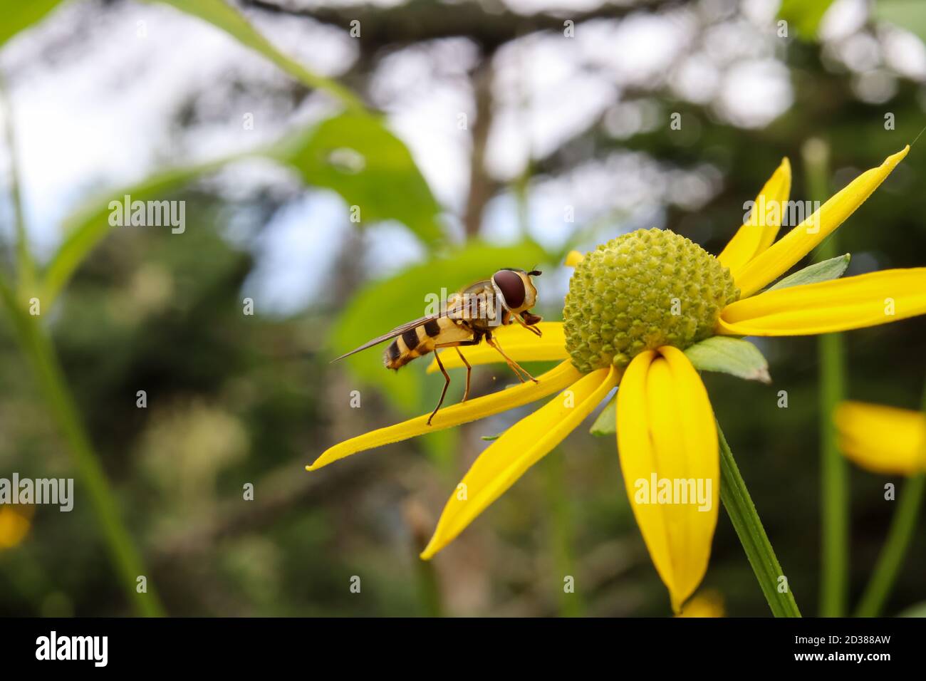 A hover fly (Syrphid fly) in the family Syrphidae on a large yellow flower. This bee or wasp mimic hovers around flowers and feeds on their nectar. Stock Photo