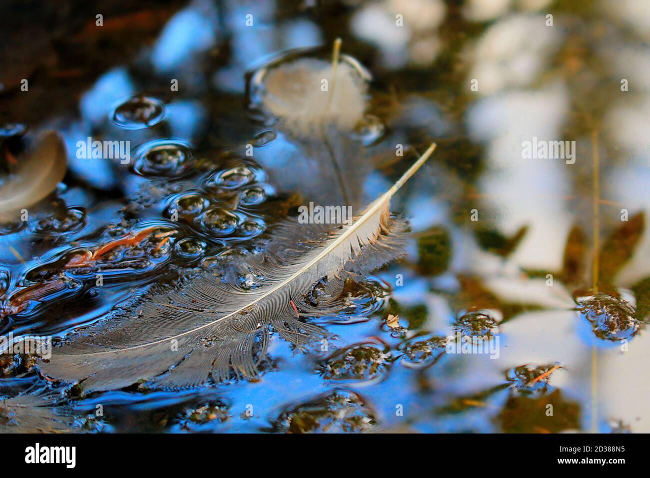 Feather floating on water Stock Photo Alamy
