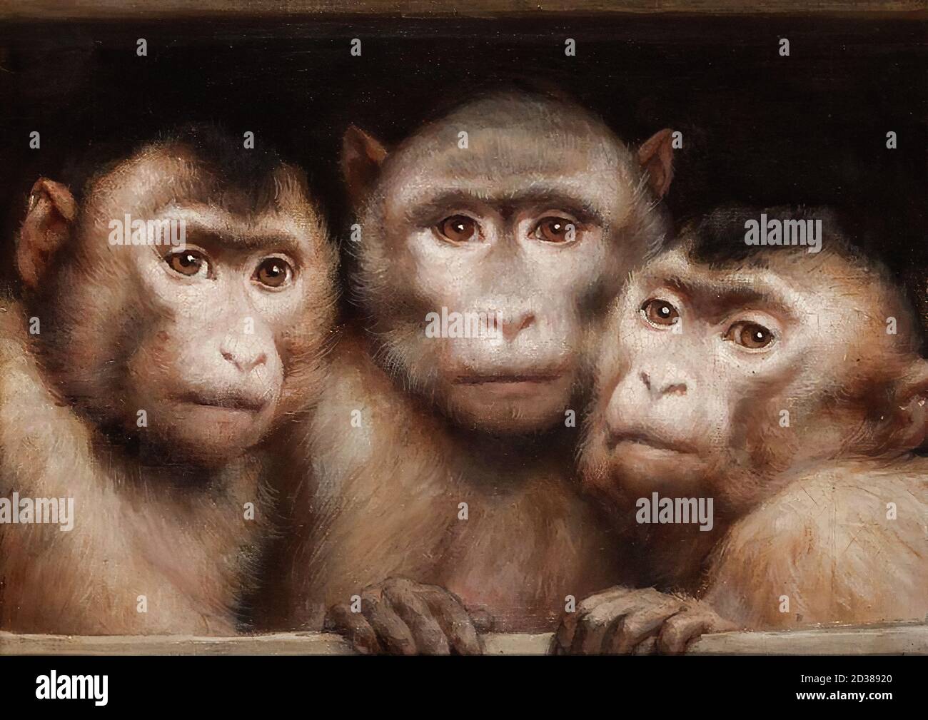 Three monkeys hi-res stock photography and images - Page 2 - Alamy Three monkeys hi-res stock photography and images - Page 2 - Alamy