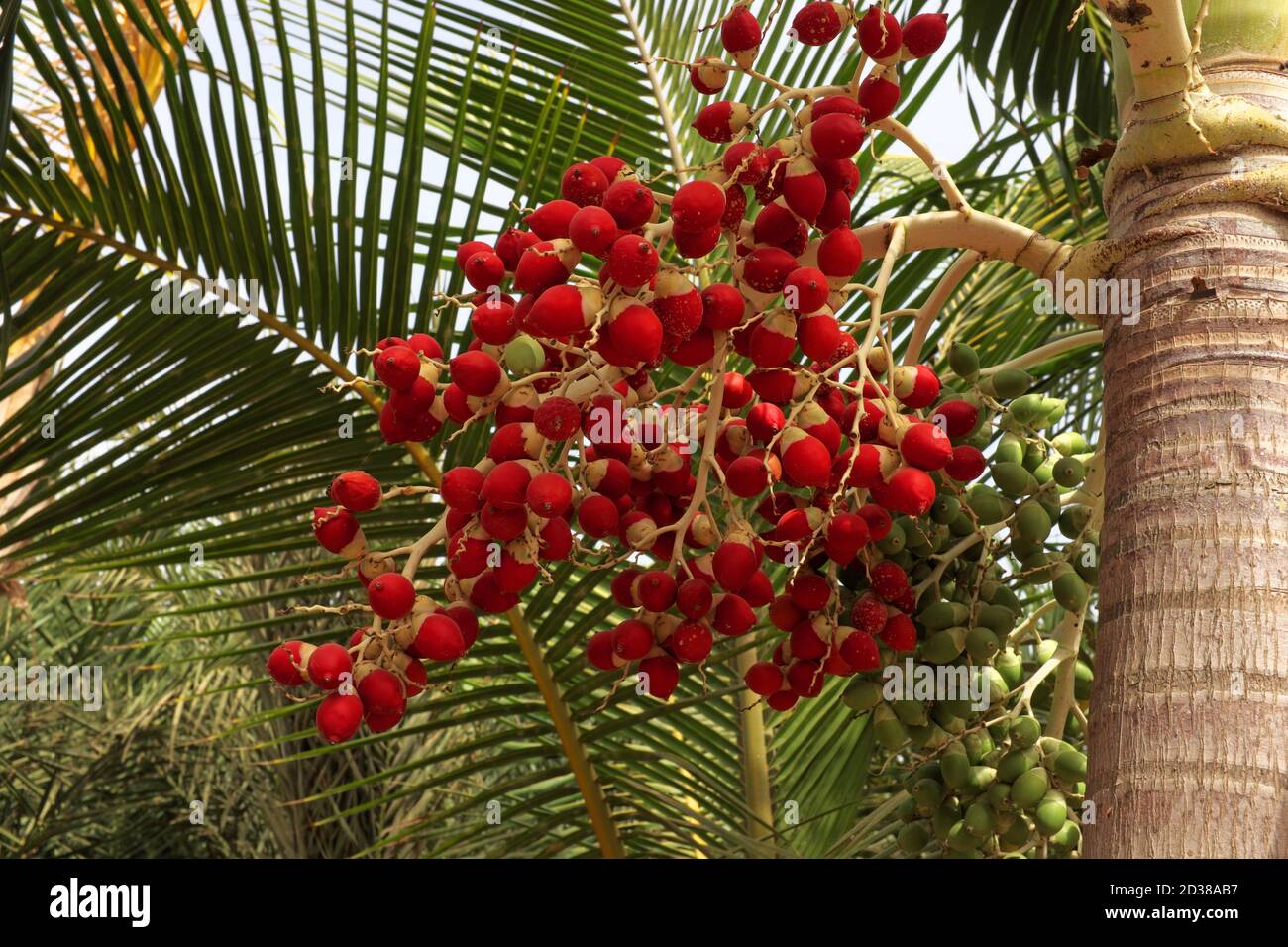 Dates growing in a bunch on adate palm tree Stock Photo