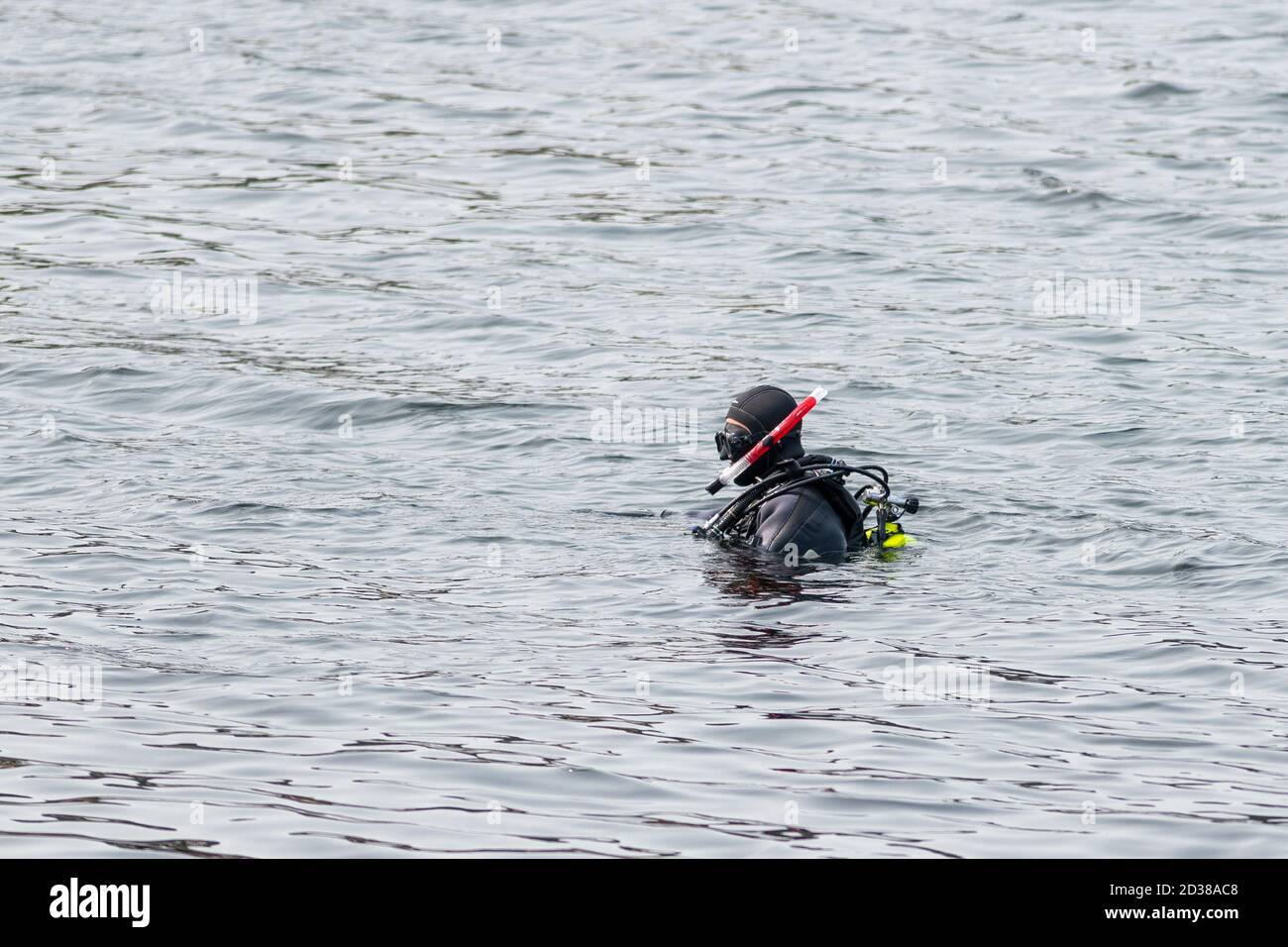 St. John's, Newfoundland / Canada - October 2020: A lone male swims in cold water wearing a black scuba diving suit. Stock Photo